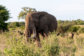 Obraz premium Éléphant d'Afrique, gros porteur, Loxodonta africana, Parc national Kruger, Afrique du Sud