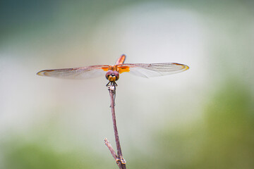 Dragonfly
