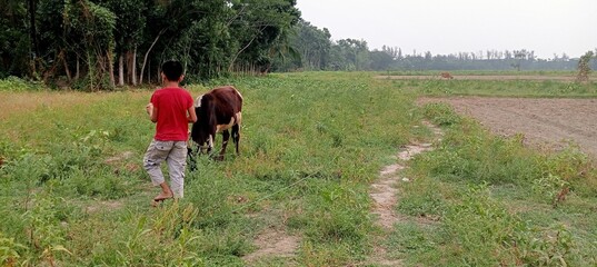 Cowboy in the field