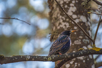 a thrush with spotted wings sits on a branch