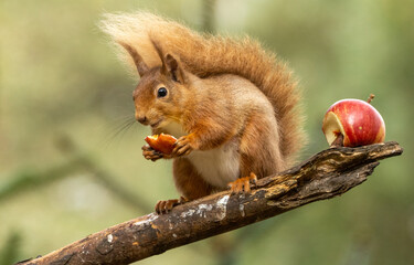 Pregnant female scottish red squirrel sitting on a branch eating a chunk of red apple with beautiful natural green background in the woodland