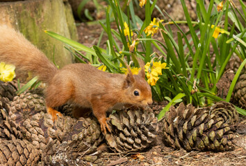 Cute little scottish red squirrel scampering amongst the fir cones and daffodils in the woodland in...