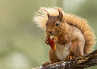Pregnant female scottish red squirrel sitting on a branch eating a chunk of red apple with beautiful natural green background in the woodland