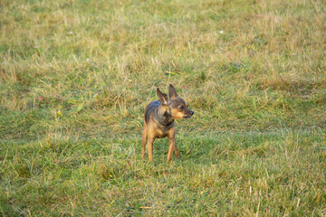 A small red dog growls on the field.