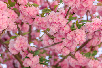 Sakura. Cherry blossoms japan. Pink spring blossom background.