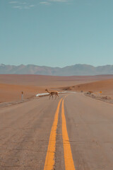 road to the desert with Lama