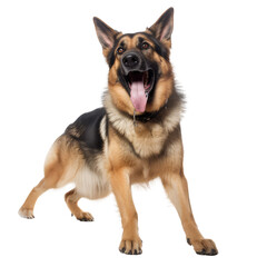 German Shepherd dog with happy face isolated on white background