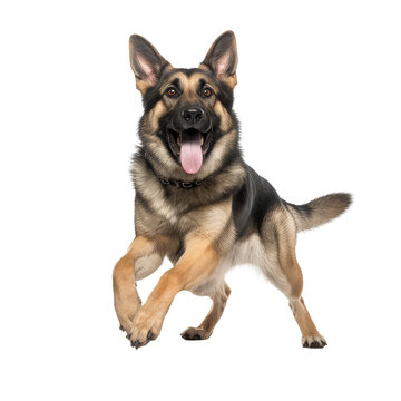 German Shepherd dog with happy face isolated on white background