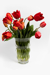 Red tulips bouquet in a glass vase on white background