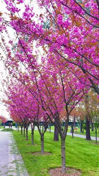 "Blooming Beauty of Spring: Captivating Pink Sakura Trees in Full Bloom