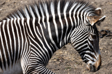 Fototapeta na wymiar close up side profile of zebra