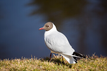 A seagull stands on the grass in front of the lake