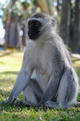 Wild Vervet monkey female sitting on grass in South African bush