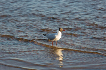 A seagull stands in the water on the shore of a reservoir