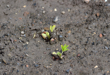 sprouted peanut seedlings in the garden