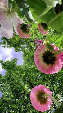 Video de jard&iacute;n y naturaleza. En &aacute;ngulo contrapicado con flores, &aacute;rboles y cielo mientras sopla el viento.