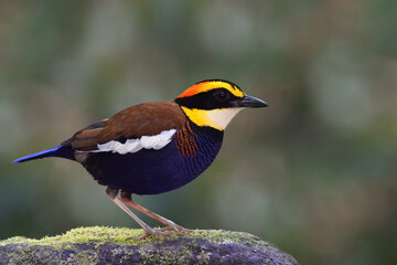 colorful bird perching on mossy rock expose for wildlife photographer, male of malayan banded pitta