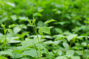 Lush Green Plants on a Rainy Spring Day in May in the Danube Wetlands