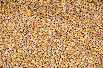 Background from grains of wheat. Grain export, sale.