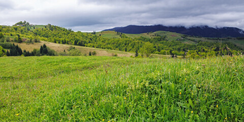 Fototapeta na wymiar grassy meadows on the hills of ukrainian highlands. carpathian countryside landscape in springtime