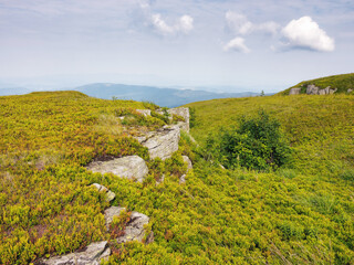 mountainous nature landscape. tree on the hill among the rocks. sunny summer scenery