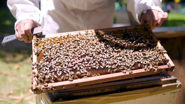 A bee farmer, checking bees, 3 video clips in a row