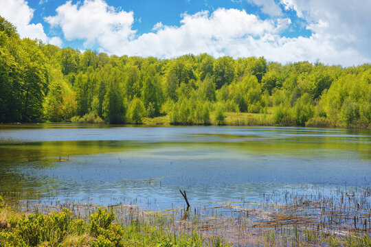 landscape with forest lake. forest reflecting in the water surface. sunny weather in spring