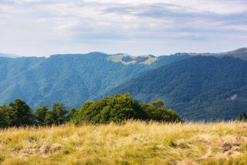 Fototapeta na wymiar mountainous carpathian countryside. beech trees on the grassy hill. beautiful landscape in warm evening light