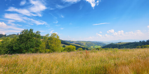 Fototapeta na wymiar countryside scenery with meadow in mountains. trees on the grassy hill in morning light