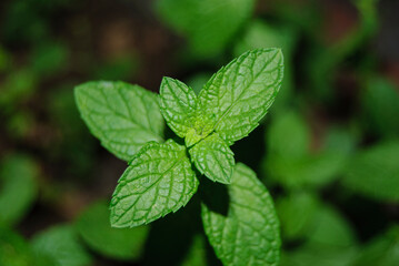 menta fresca in foglie su sfondo scuro conosciuta come mentuccia
