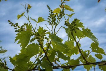 vigna in fioritura con sfondo del cielo e grappoli ancora verdi