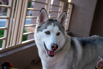 Happy Husky