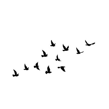 Flying birds silhouettes vector