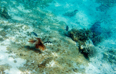 View of red lionfish in reef