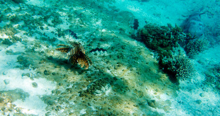 Obraz na płótnie Canvas View of red lionfish in reef