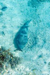 View of a puffer fish