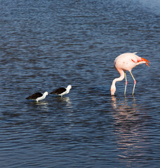 View of two avocets and a flamingo