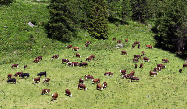 View of large gropu of red cows