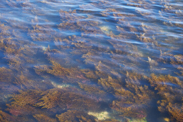 Sea water. Rocky seabed. Seaweed.