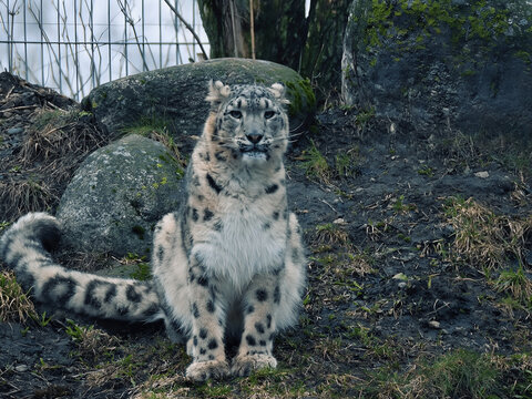 Snow leopard in the national park