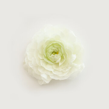 Top view image of white flower