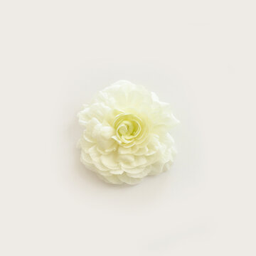 Top view image of white flower