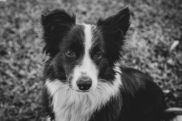 border collie dog