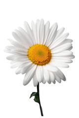 Frontal View of a Daisy Flower with Total Focus Isolated on a trasparent background, Sharp and Clear Image of a Beautiful Floral Bloom.