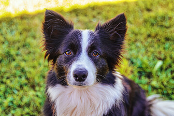 border collie dog
