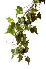 Close-Up of a Lush and Healthy Ivy Plant, High-Resolution Image of a Beautiful Ivy Vine Isolated on a trasparent background.