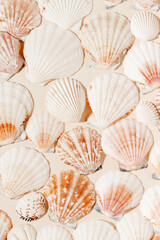 Seashells aesthetic summer background. Seashells backdrop with shadows, bohemian poster for cozy home interior