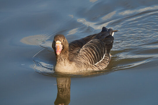 Greater White-fronted Goose (Anser albifrons). Goose swims on water