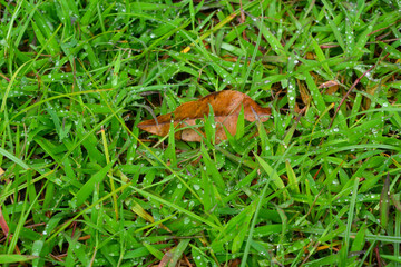 Close up of plants, flowers, leaves. Flat lay photography