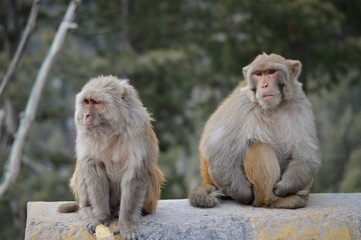 portraits of two monkeys sitting at the edge of mountain